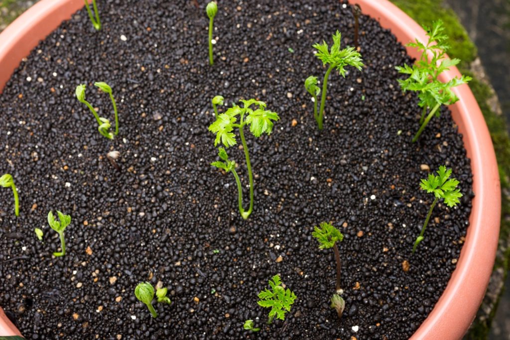 anemone seedlings sprouting from a large container outside