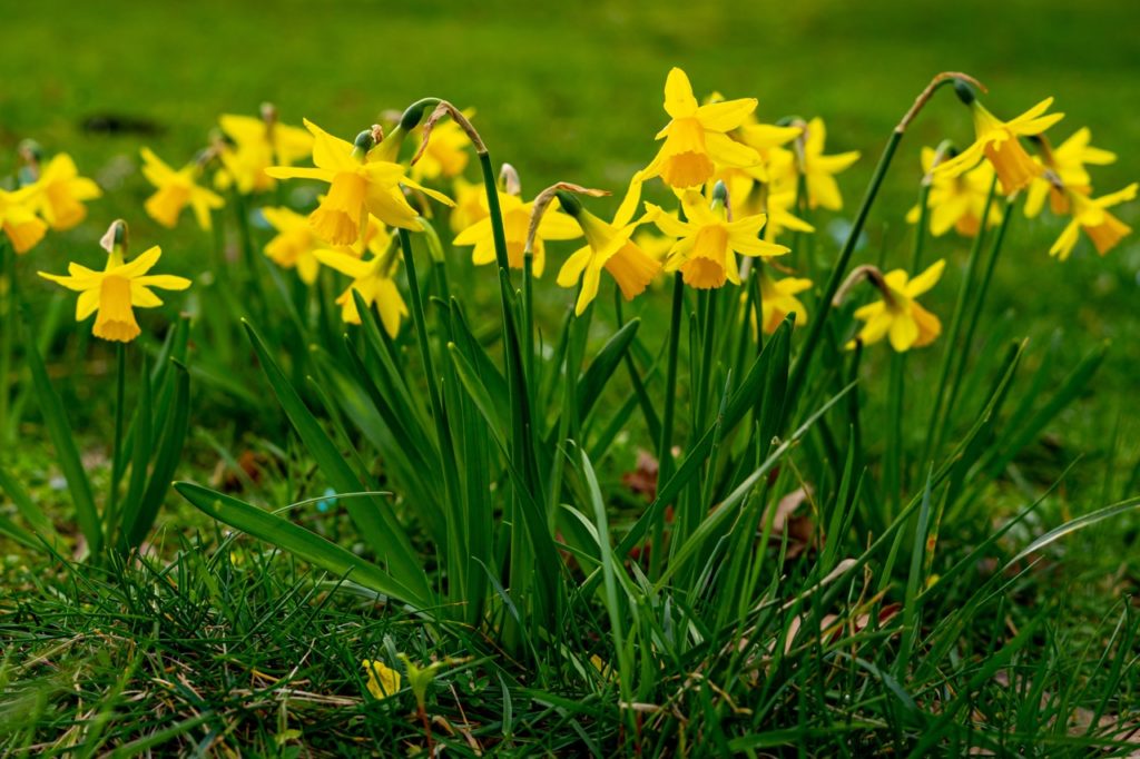 common daffodils with trumpet-shaped flowers and long thin leaves growing in a grassy field