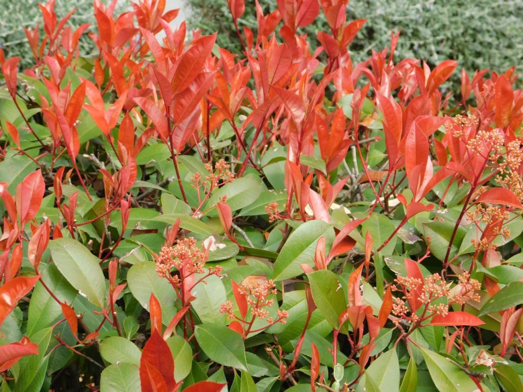 green and red leaves from a photinia ‘red robin’ shrub with tall stems