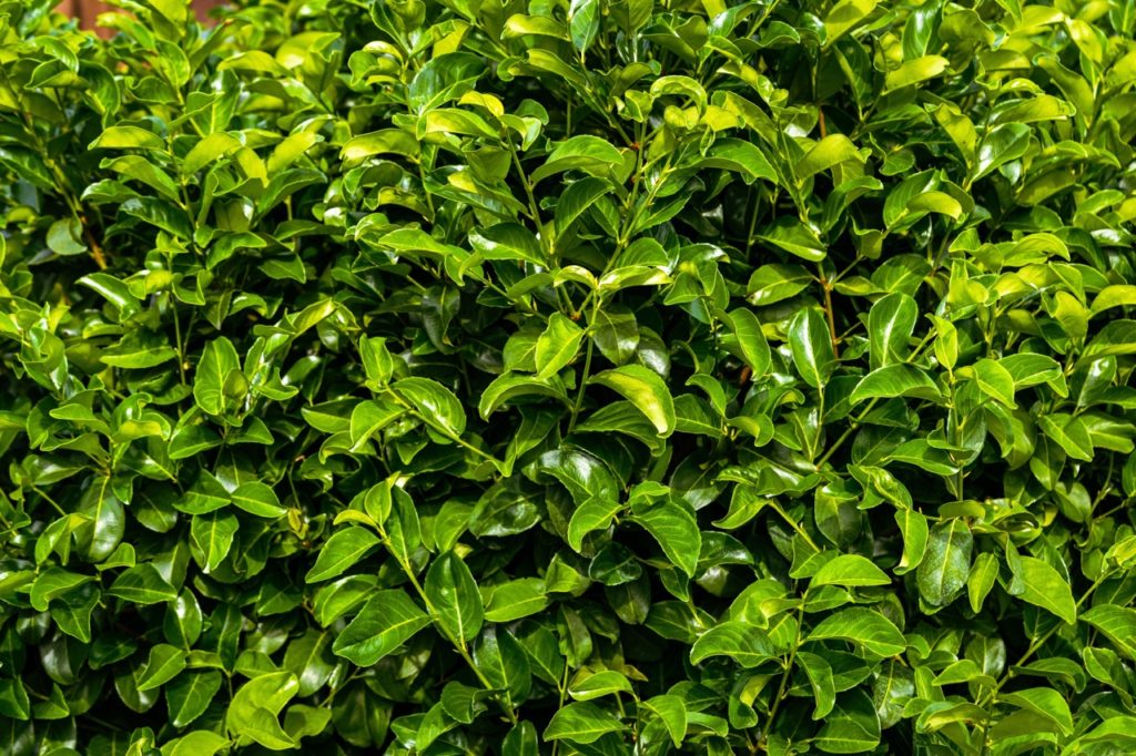 green glossy leaves from a Prunus laurocerasus shrub growing outdoors