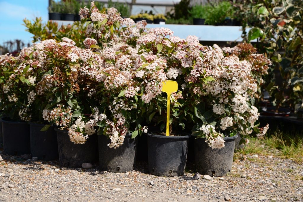 flowering Laurustinus plants growing in individual black containers