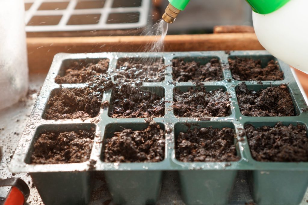 a seed tray filled with compost being watered