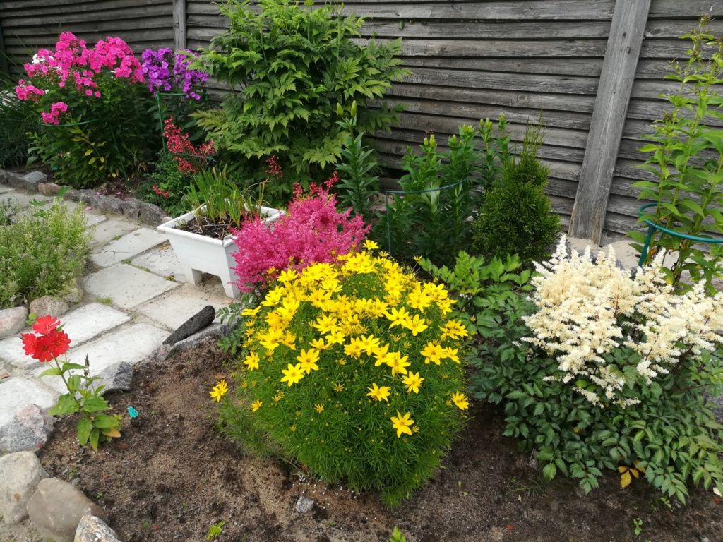 yellow flowering coreopsis growing in a garden bed next to astilbe and other shrubs