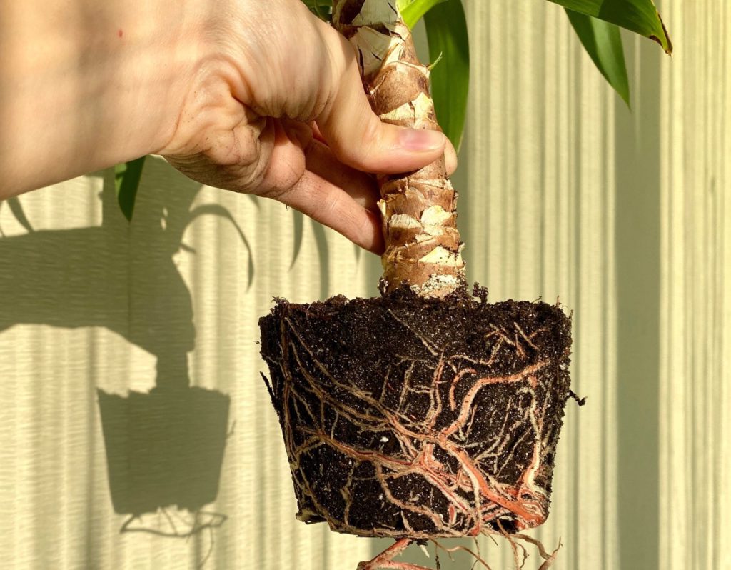 gardener holding a yucca plant by the stem to show its roots