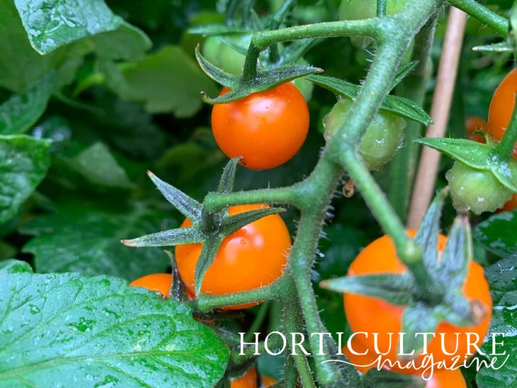 magnified view of sungold F1 tomatoes
