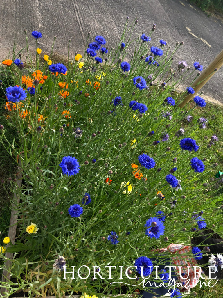 blue cornflowers in a wildflower display with orange and yellow flowering plants outside in front of a road