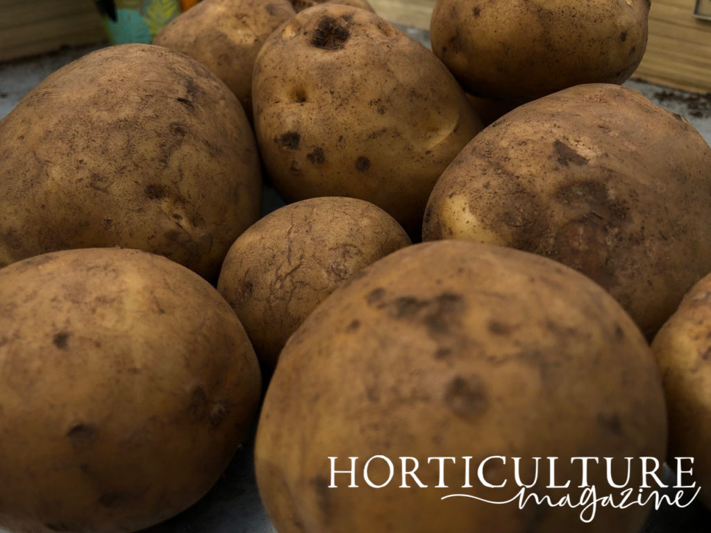 close-up of a pile of harvested potatoes that are on a work surface inside a greenhouse