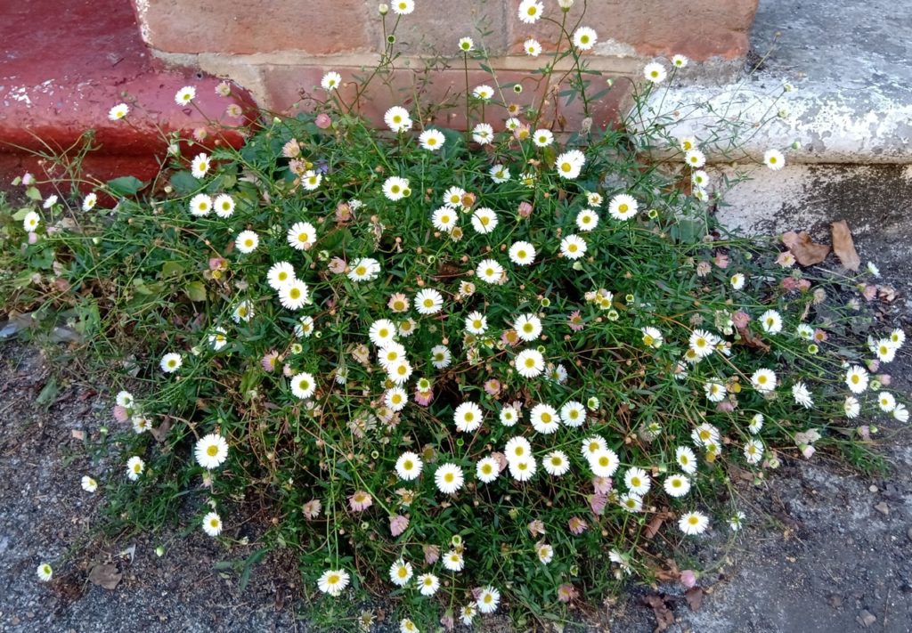 Fleabane shrub with white flowers, some tinged with pink, growing at the foot of a brick wall