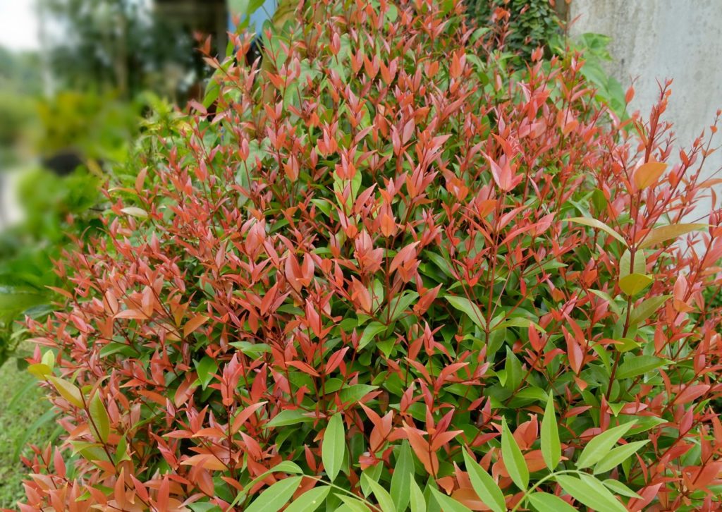 Nandina domestica with red and green leaves growing from red stems