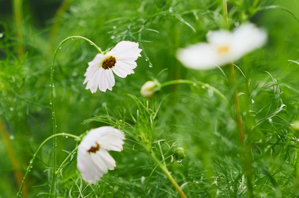 white tickseed covered in water droplets