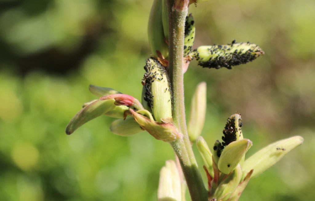 black aphids on the surface of yucca plant flower buds