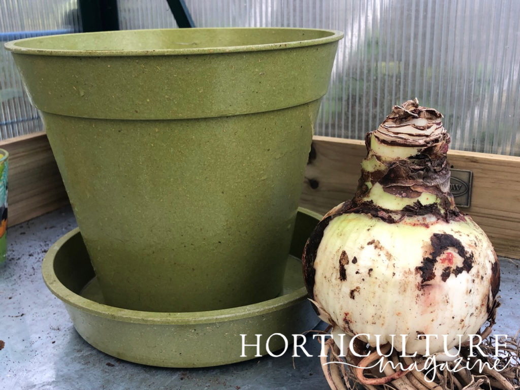 a large amaryllis bulb next to a green pot sat on a greenhouse potting table
