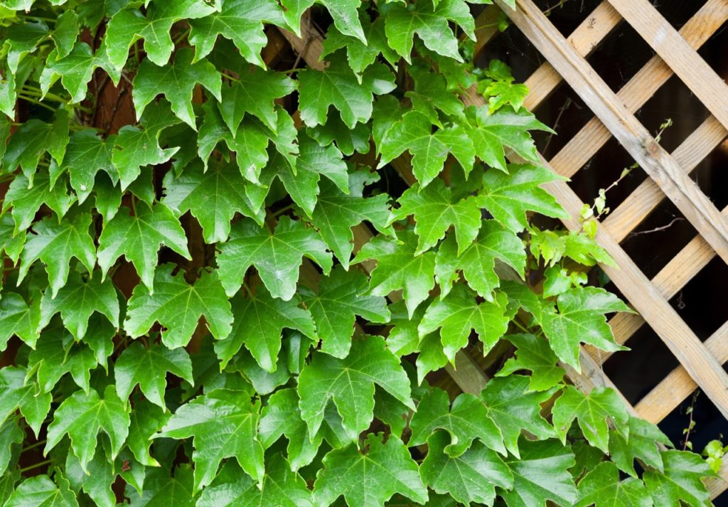 big green leaves from Parthenocissus quinquefolia growing against a wooden trellis