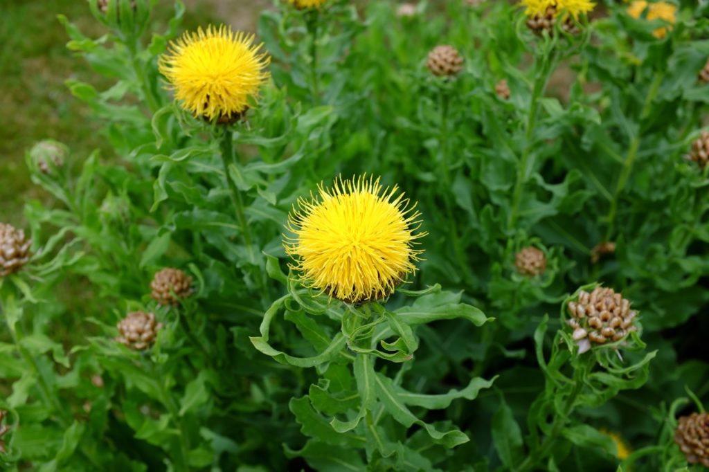 giant knapweed plant with globe thistle-like yellow frilly flowers, growing from tall stems
