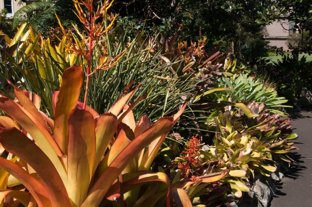 a garden bed full of bromeliad plants that have red, orange, green and yellow leaves