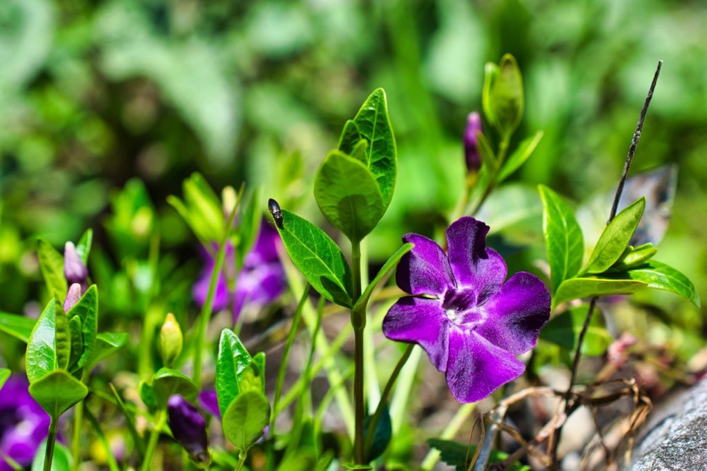 purple vinca minor plant with a bug on one of the leaves