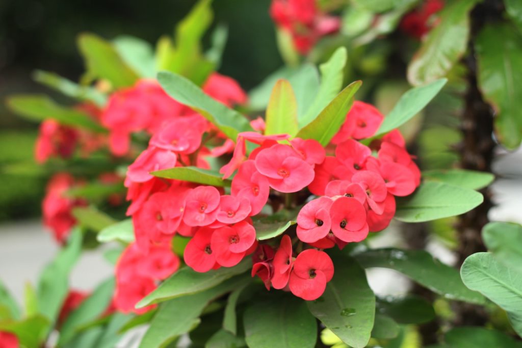 Euphorbia milii with pink flowering clusters growing amongst green leaves outside