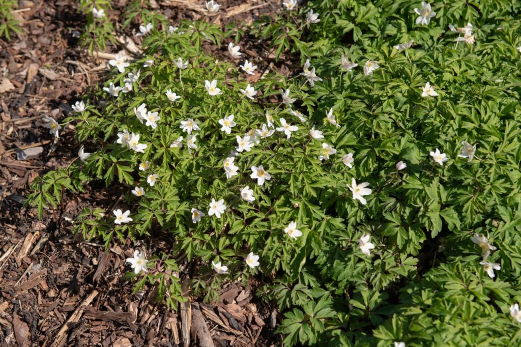 creeping and white flowering anemone growing across a large area
