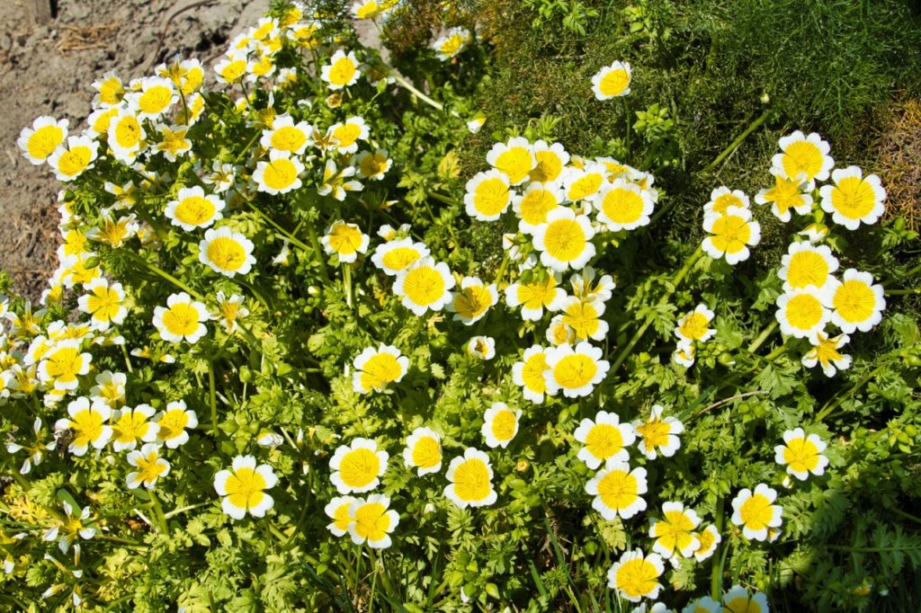 flowers with yellow centres and white tips from a poached egg plant growing outside next to a soil path