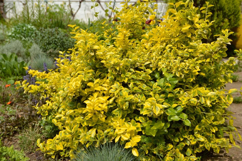 Euonymus japonicus shrub with variegated yellow and green leaves in a garden bed