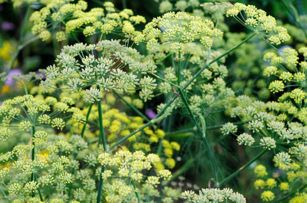 fennel with umbels of yellow flowers