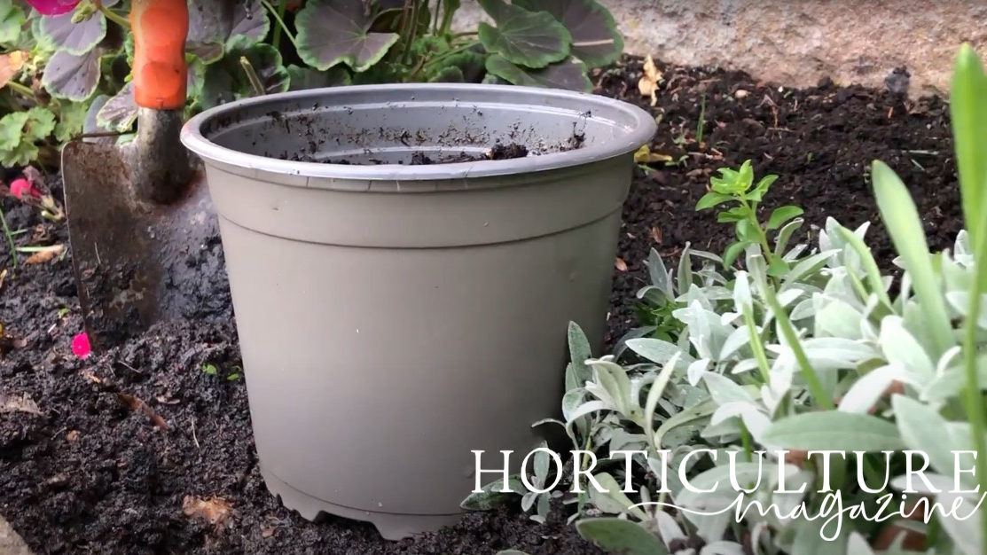 a large grey pot full of compost that has been placed on a garden bed with salvia and geraniums growing alongside
