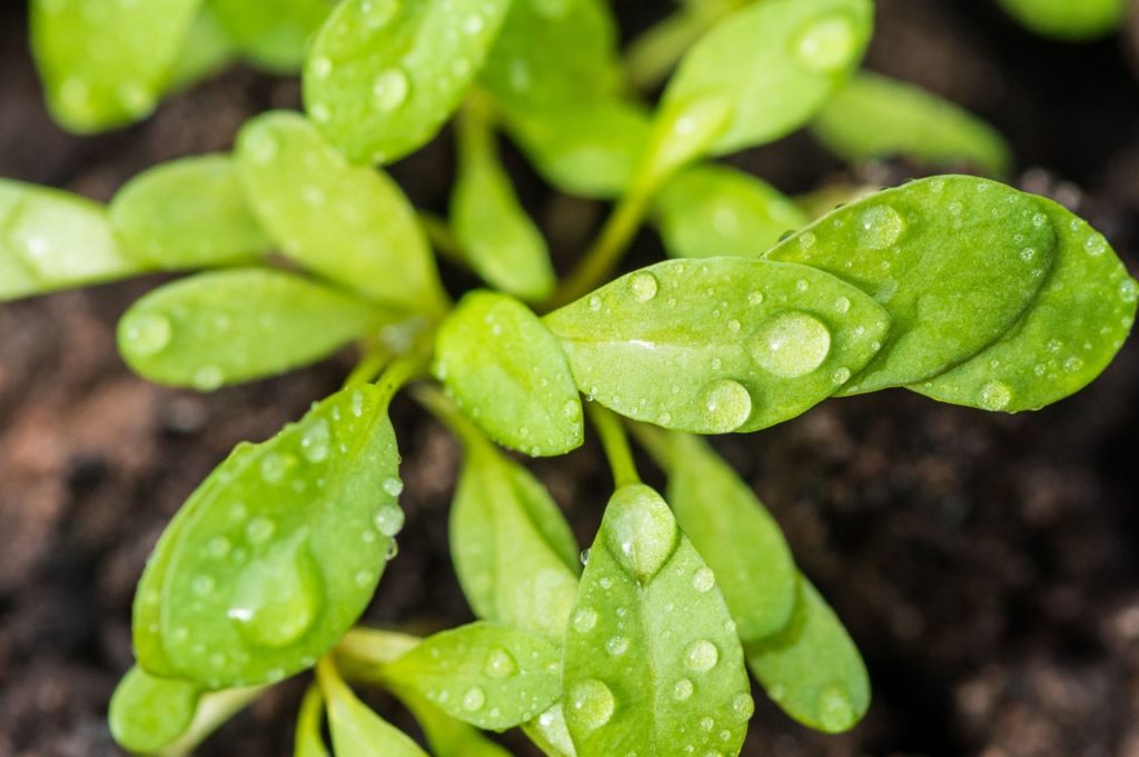coreopsis seedlings growing from compost with green leaves that are covered in raindrops