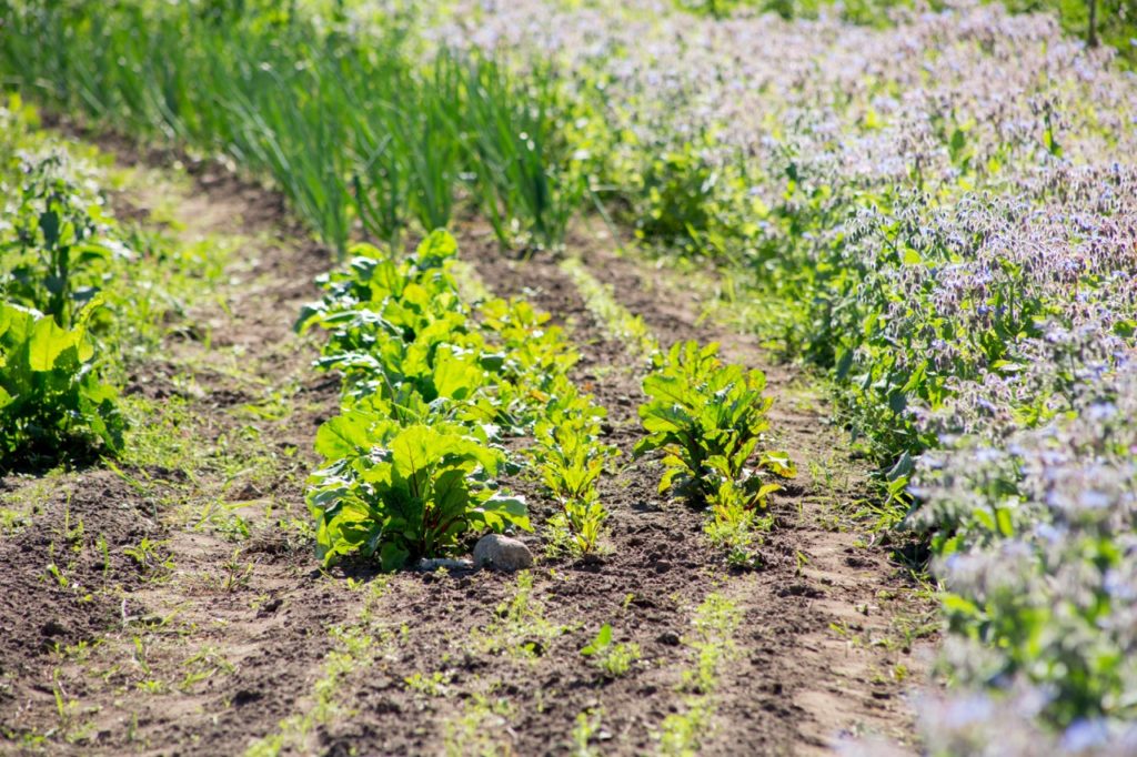 a huge sea of blue flowering borage growing next to rows of onions and beetroot