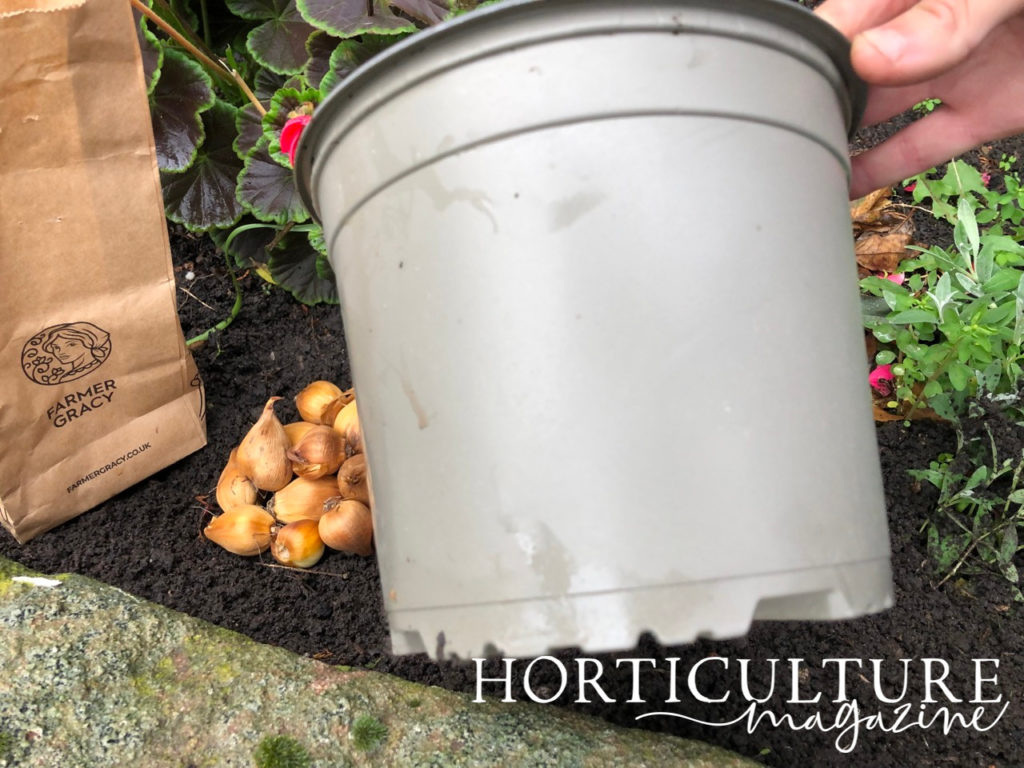 a grey pot being held up in front of a garden bed with pink flowers and a pile of gardening bulbs at the front of it