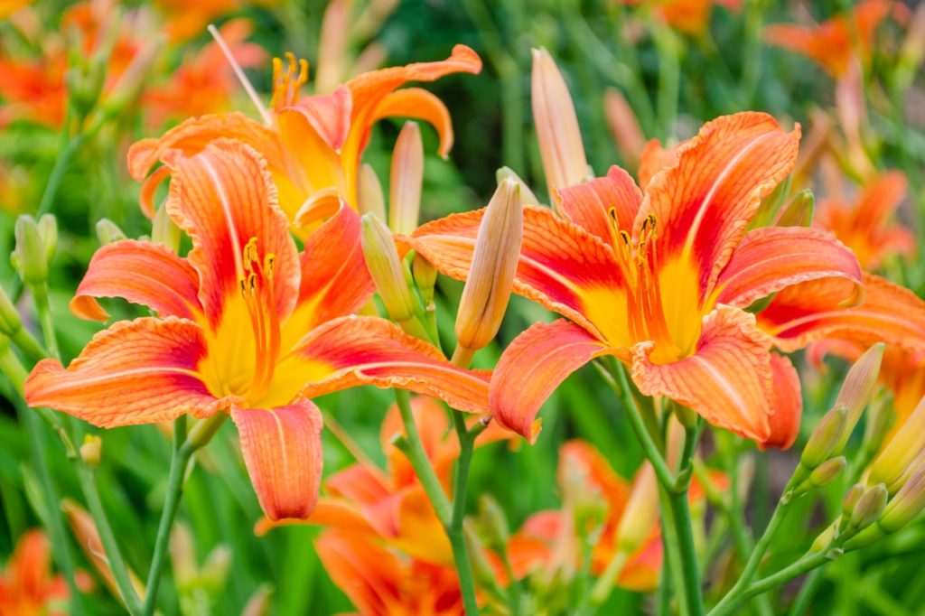 trumpet-shaped orange blooms of a Hemerocallis fulva plant