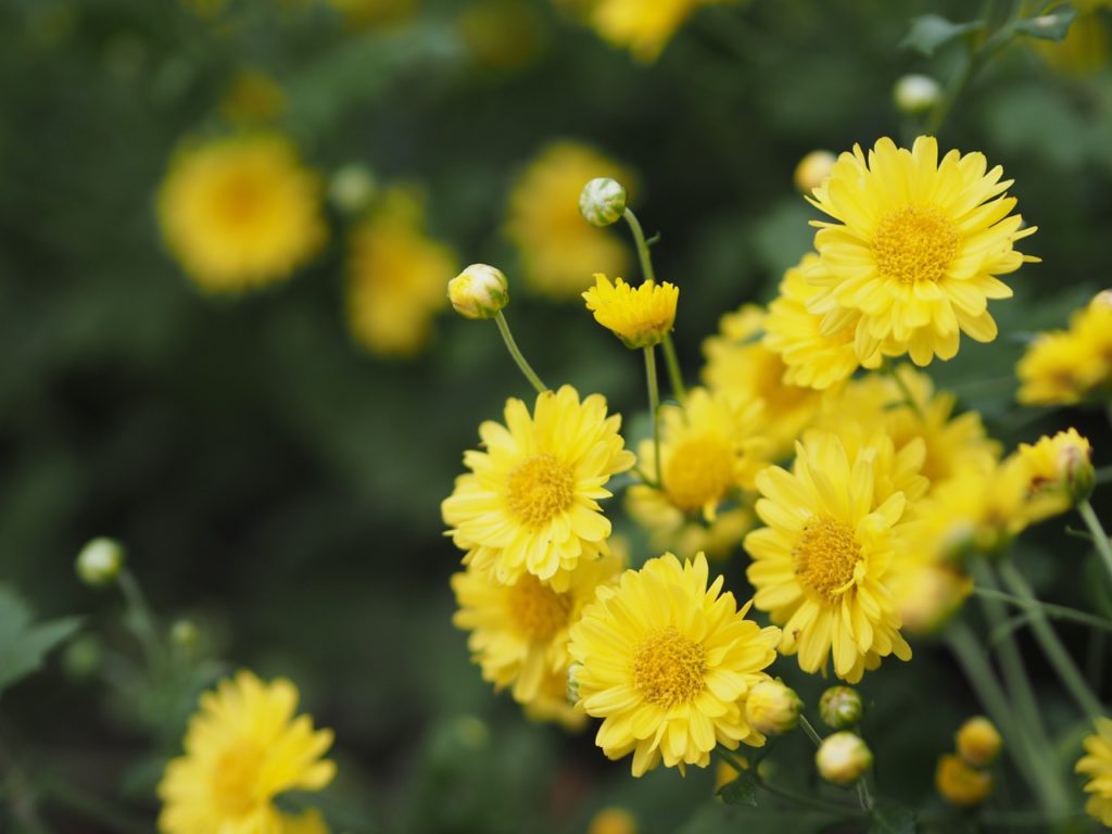 yellow flowering Indian chrysanthemum