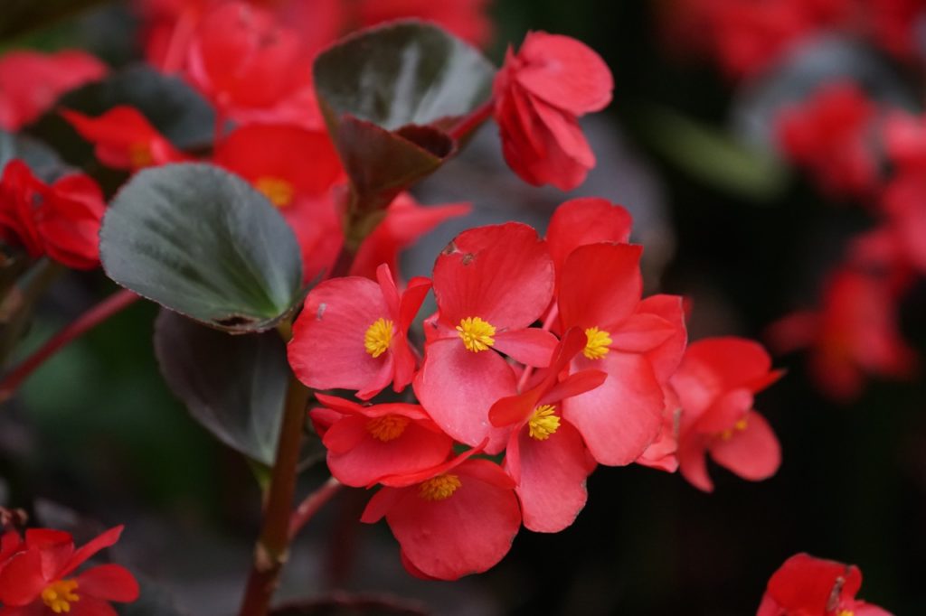 begonia x benariensi plant with red and yellow flowers growing from dark coloured stems