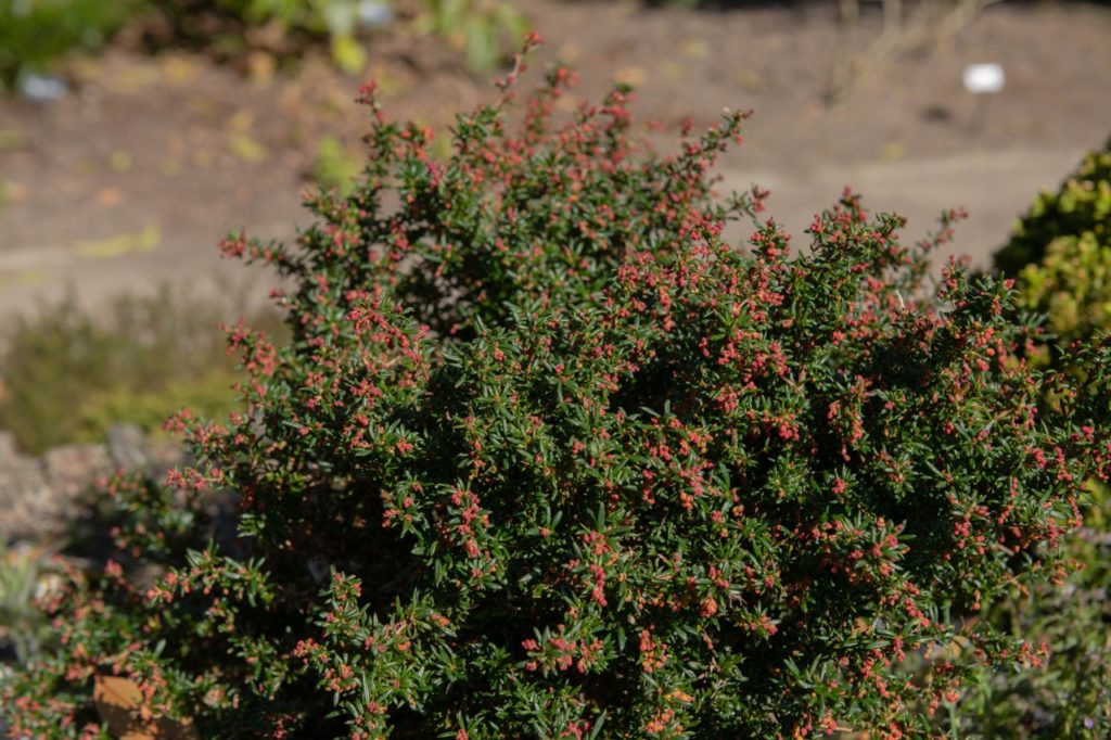shrubby Berberis x stenophylla ‘Corallina Compacta’ plant