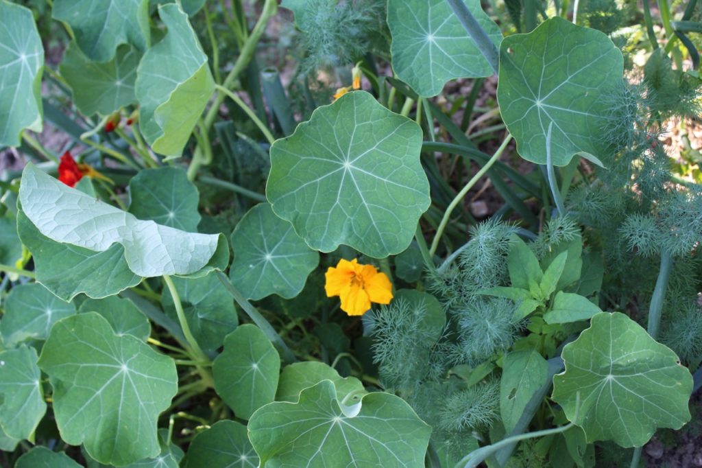 yellow and red flowering nasturtium shrub with stems of onions and dill growing between the flowers and foliage
