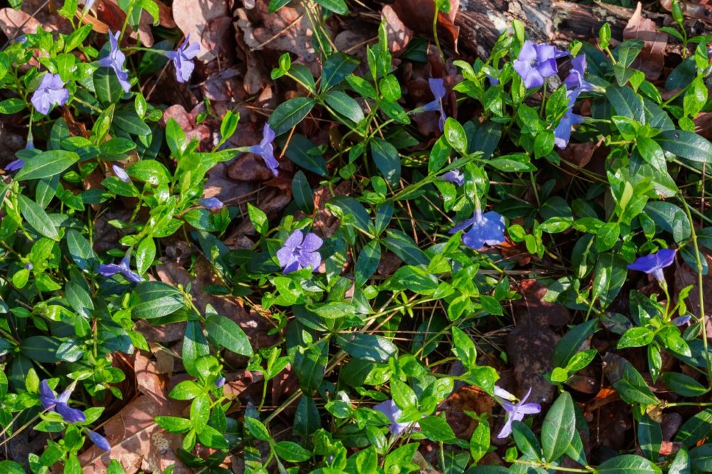 purple flowering vinca minor with green foliage growing as ground cover with dead brown leaves