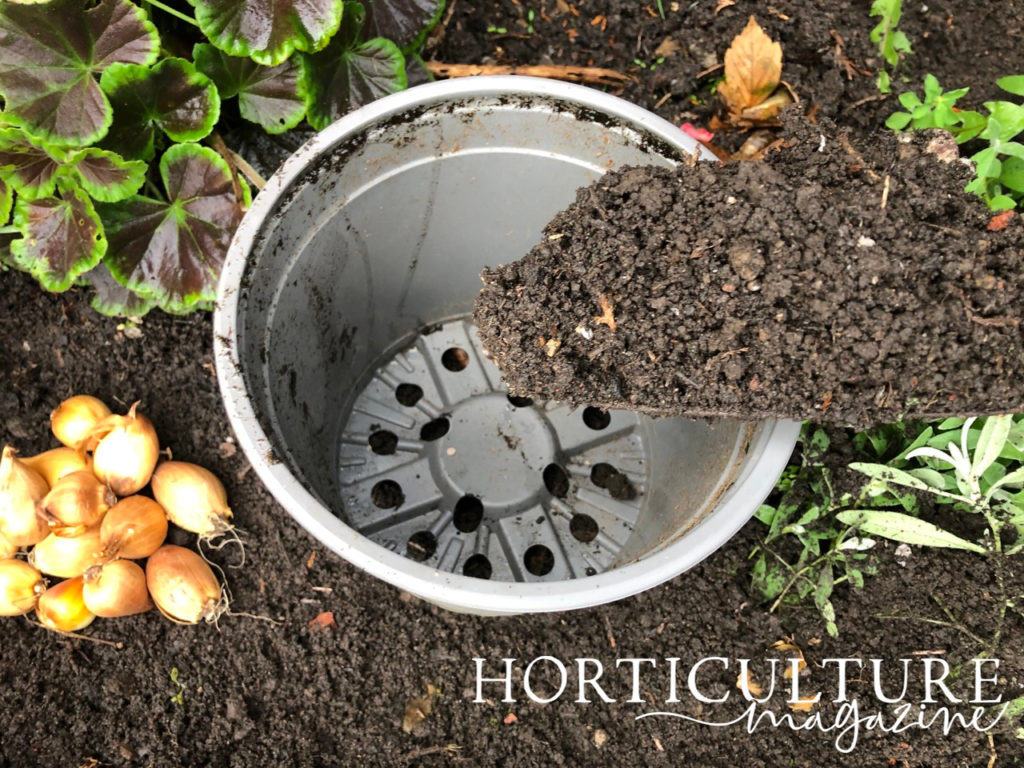 a trowel full of soil being held over an empty container with a pile of daffodil bulbs next to it