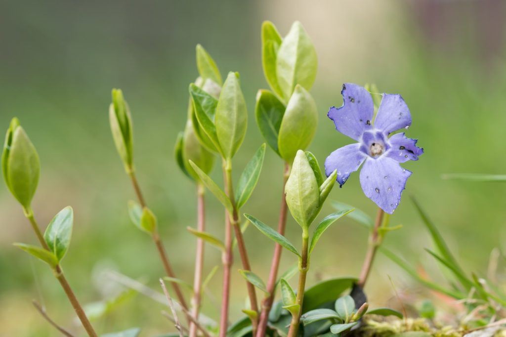 lilac coloured periwinkle flower that is covered in small holes from pest damage