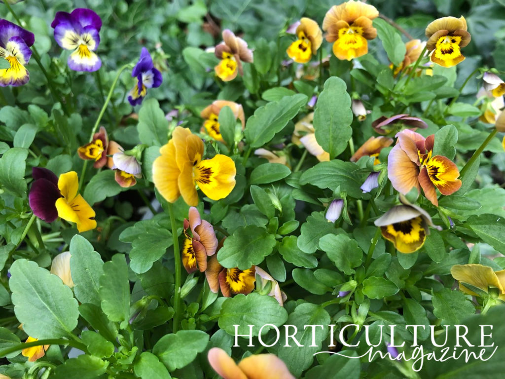 yellow, purple and orange flowering violas growing outdoors in a garden bed