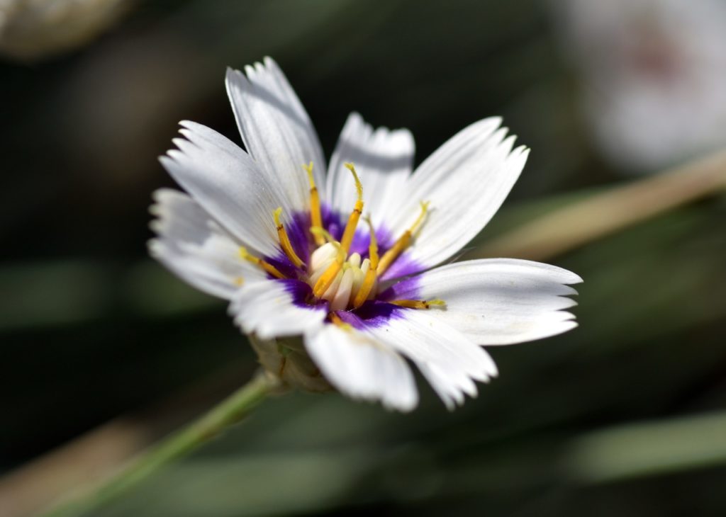 close-up of the white flower from a Cupid&rsquo;s Dart &lsquo;Alba&rsquo; plant with a purple centre and yellow stamens