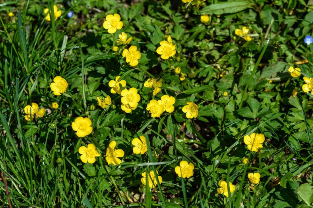 yellow buttercups from a ranunculus repens plant growing in a grassy field