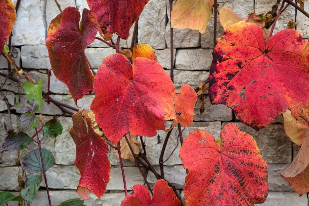 big red leaves of a vitis coignetiae plant that is growing in front of a white brick wall