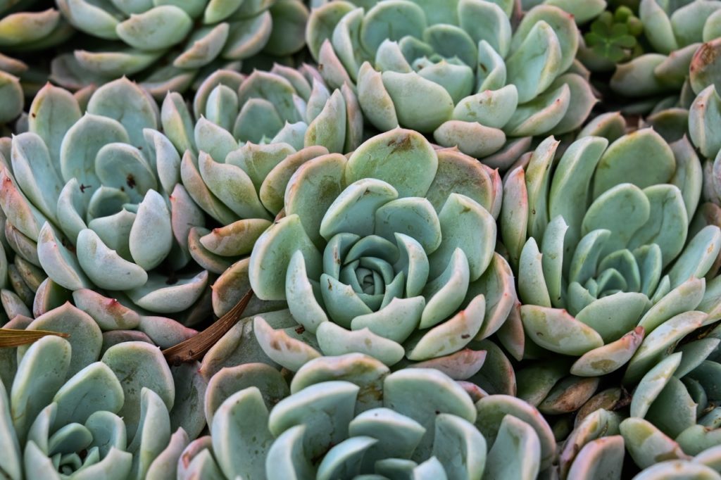 Echeveria albicans plants with red and green waxy leaves