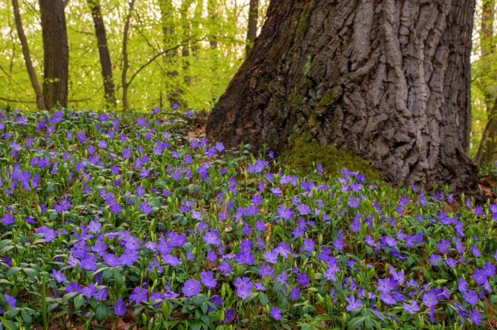 purple vinca minor at the base of a tree trunk