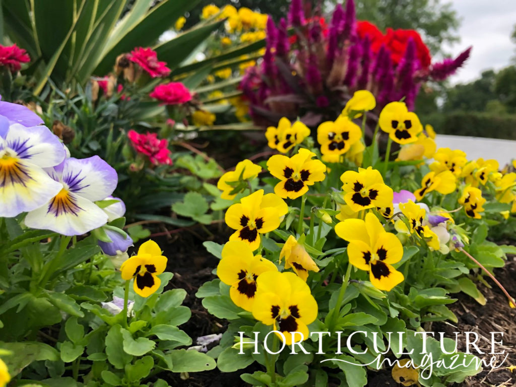 Sowing Violas With Emily Cupit Horticulture Magazine