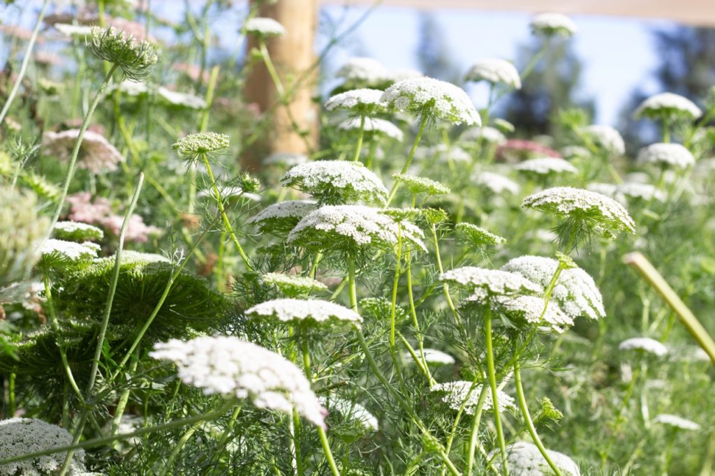 false bishop’s weed with umbels of white flowers growing on tall stems in a drift