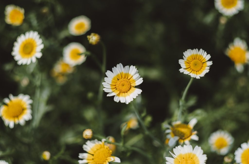 crown daisies with yellow flowers with white tips growing on tall thin stems