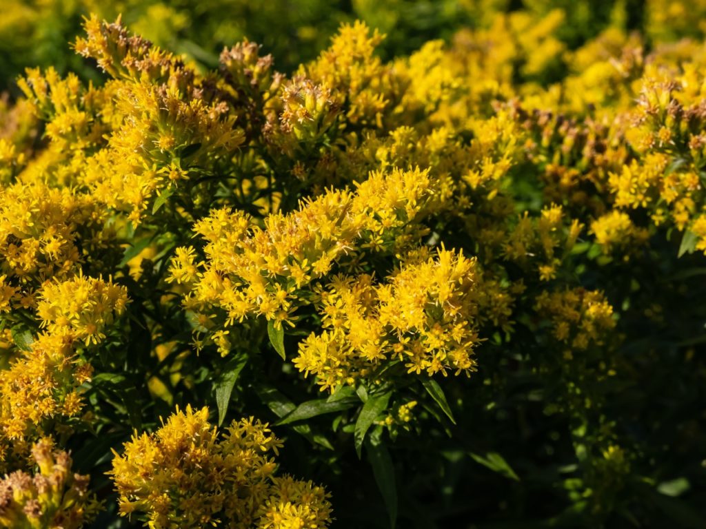 solidago ‘goldenmosa’ with tiny yellow flowers