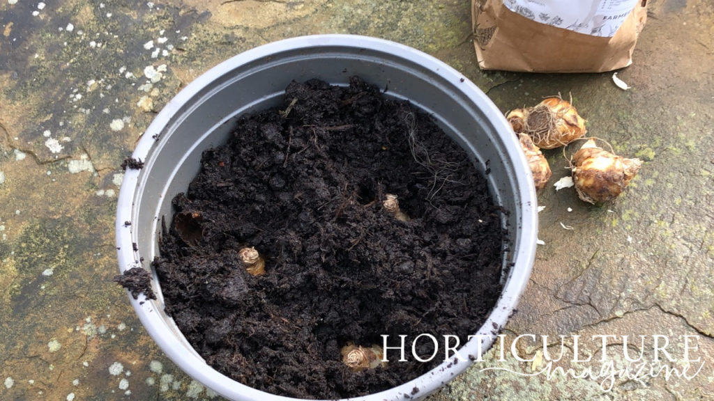 birds eye view of muscari bulbs that have been planted into soil in a container