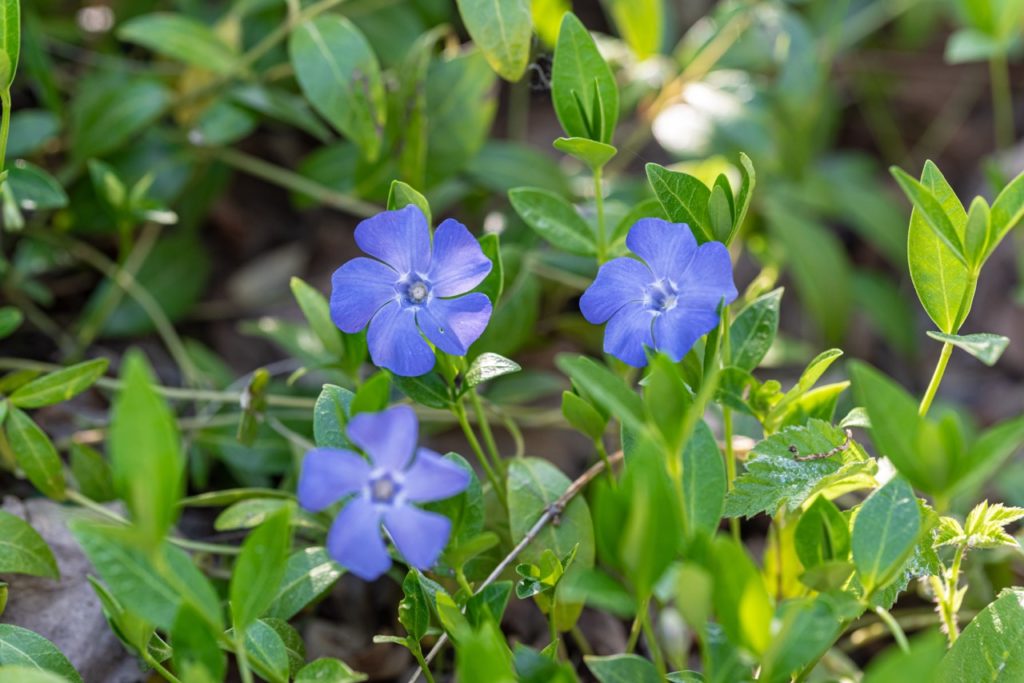 blue flowering periwinkle plant with star-shaped petals