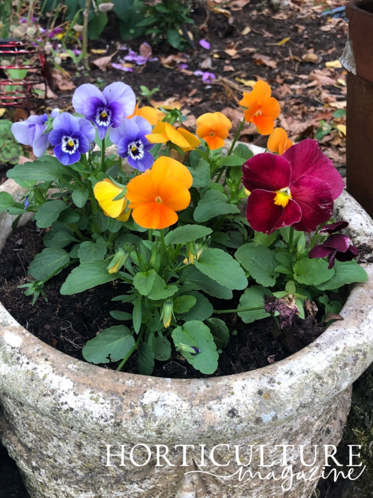 violas with orange, purple and red flowers growing outside in a stone plant pot